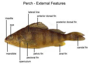 internal anatomy of a perch