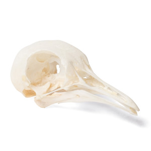 Pigeon Skull (Columba Livia Domestica), Specimen Pigeon Skull (Columba Livia Domestica), Specimen