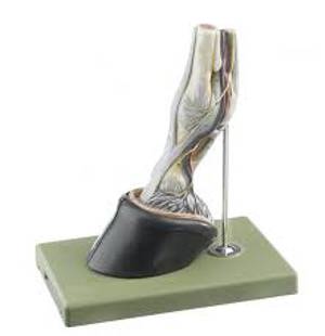 Right Forefoot Of The Horse With Ligamentous Apparatus, Vessels, And Nerves