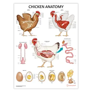 Chicken Anatomy Chart : Poster