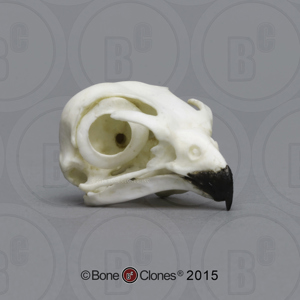 American Kestrel Skull