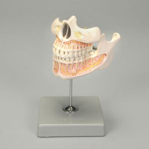 Human Upper And Lower Jaw With Permanent Teeth Human Upper And Lower Jaw With Permanent Teeth