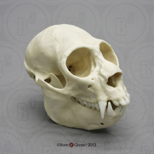 Saki Monkey Skull Saki Monkey Skull