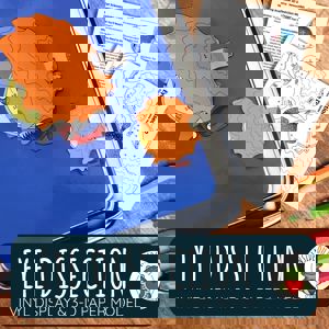 Eye Dissection (Vinyl Display & 3 D Paper Model)