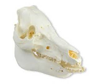 Skull Domestic Pig (Sus Scrofa Domesticus) Skull Domestic Pig (Sus Scrofa Domesticus)