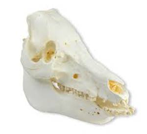 Skull Domestic Pig (Sus Scrofa Domesticus)