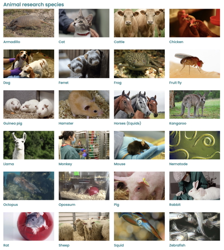 UAR overview of animal species used in research