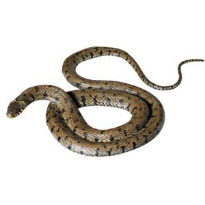 BARRED GRASS SNAKE, FEMALE