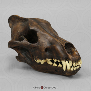 Dire Wolf Skull Tarpit Finish