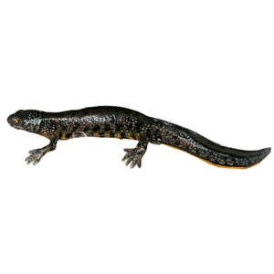 Northern Crested Newt In Its Aquatic Form, Female Northern Crested Newt In Its Aquatic Form, Female