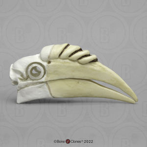 Wreathed Hornbill Skull