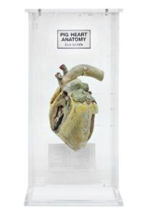 Heart Anatomy Museum Mount Heart Anatomy Museum Mount