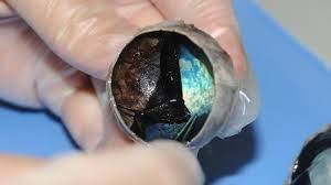 Cow Eye Dissection