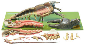 Crayfish Or Precious Crayfish