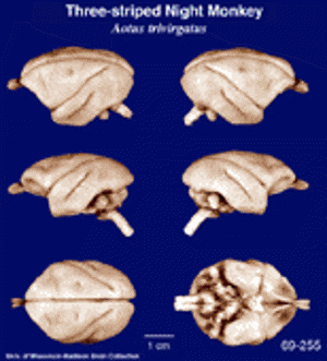 Brain Biodiversity Bank Atlases Three Striped Night Monkey (Owl Monkey) Brain Biodiversity Bank Atlases Three Striped Night Monkey (Owl Monkey)