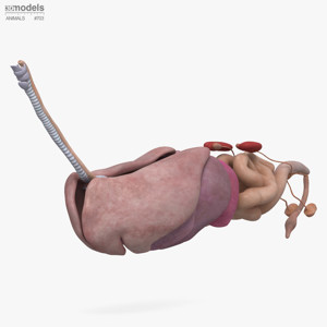 Cat Internal Organs 3D Model