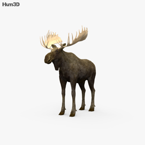 Moose 3D Model