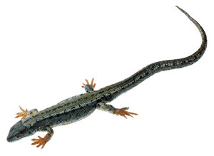 Viviparous Lizard, Male Viviparous Lizard, Male
