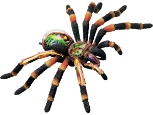 4D Vision Animal Tarantula Spider 4D Vision Animal Tarantula Spider