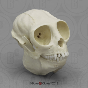 Titi Monkey Skull Titi Monkey Skull