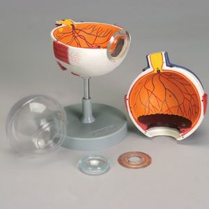Altay Human Eye Model Altay Human Eye Model