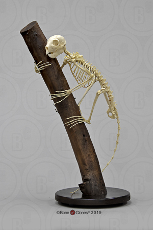 Aye Aye Skeleton, Articulated