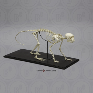 Weeping Capuchin Monkey Skeleton, Articulated (1) Weeping Capuchin Monkey Skeleton, Articulated (1)