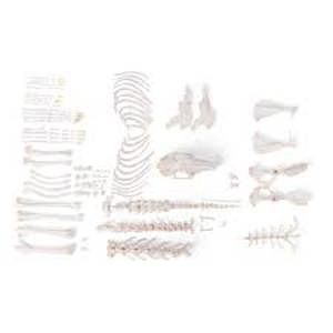 Rabbit Skeleton (Oryctolagus Cuniculus Var. Domestica), Disarticulated