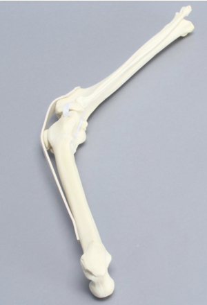Sawbones Sawbones