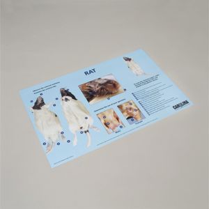 Carolina® Rat Dissection Mat