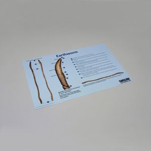 Carolina® Earthworm Dissection Mat