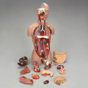Altay Human Sexless Torso Model Altay Human Sexless Torso Model