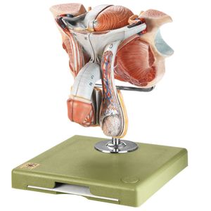 Somso Human Male Genital Organs Model Somso Human Male Genital Organs Model