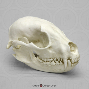 Raccoon Skull