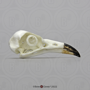 Yellow Billed Cuckoo Skull