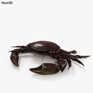 Velvet Crab 3D Model