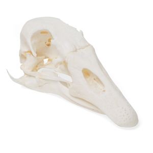 Goose Skull