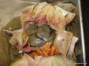 frog dissection spleen