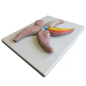 Bobbitt Starfish Model Bobbitt Starfish Model