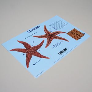 Carolina® Starfish Dissection Mat (1)