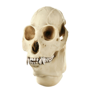 Howling Monkey Skull, Male (1)