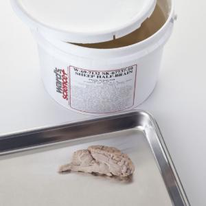 Half Sheep Brain, Preserved Half Sheep Brain, Preserved