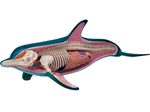 4D Vision Animal Dolphin 4D Vision Animal Dolphin