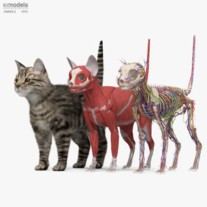 Complete Cat Anatomy 3D Model