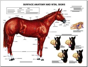 Equine Surface Anatomy Laminated Chart