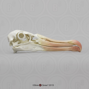 Black Browed Albatross Skull