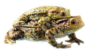 Common Toad, Pair In Amplexus