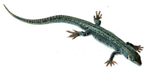 Viviparous Lizard, Female Viviparous Lizard, Female