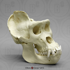 Male Gorilla Skull, X Large