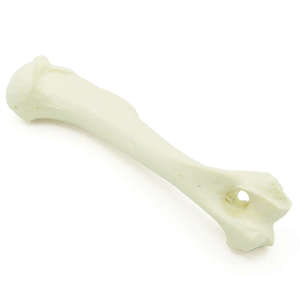 Canine Humerus